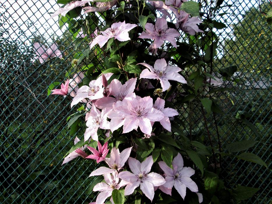 Flower Plant Nature