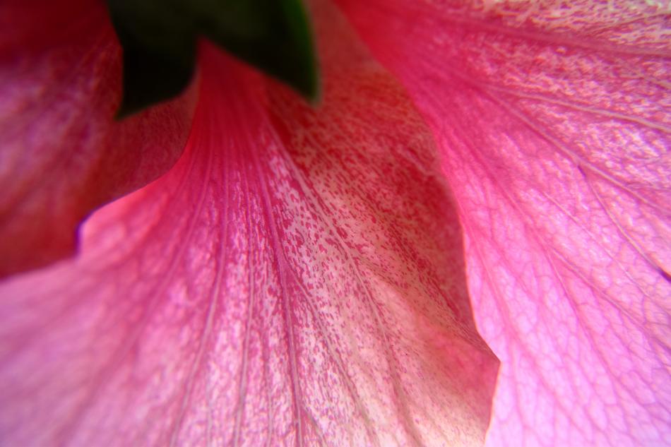Hibiscus Flower Pink