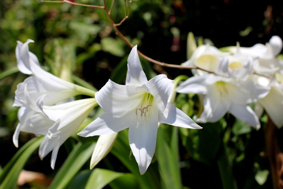 Nature Flower Flora