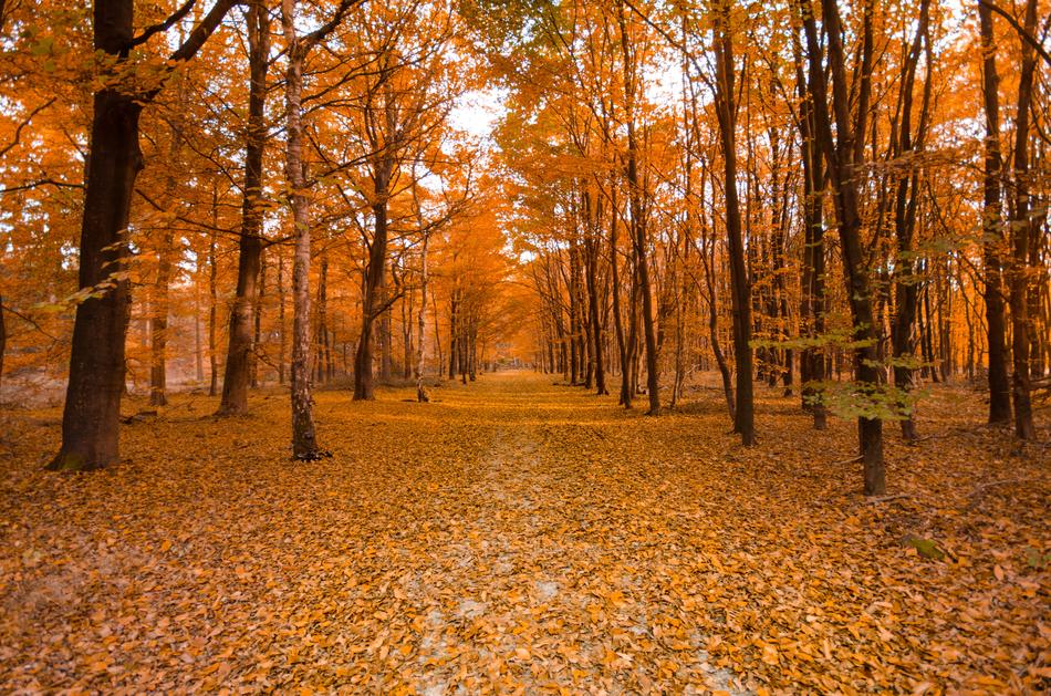 autumn forest with trees landscape