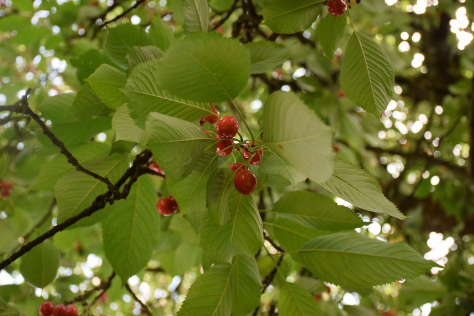 Cherry Leaf Tree
