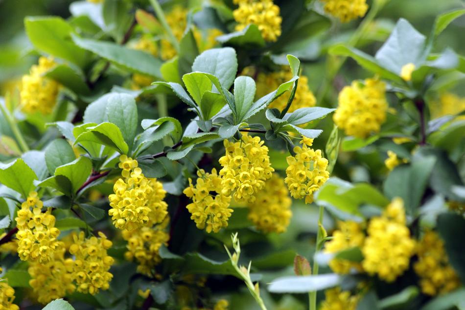 yellow gardens flowers landscape