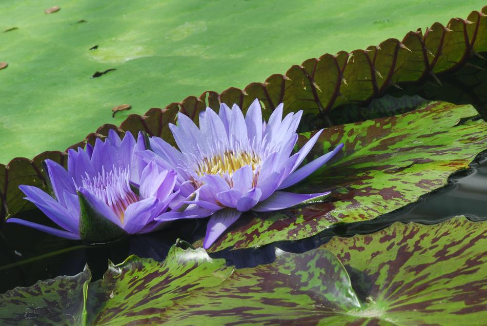 Puddle Plant Nature