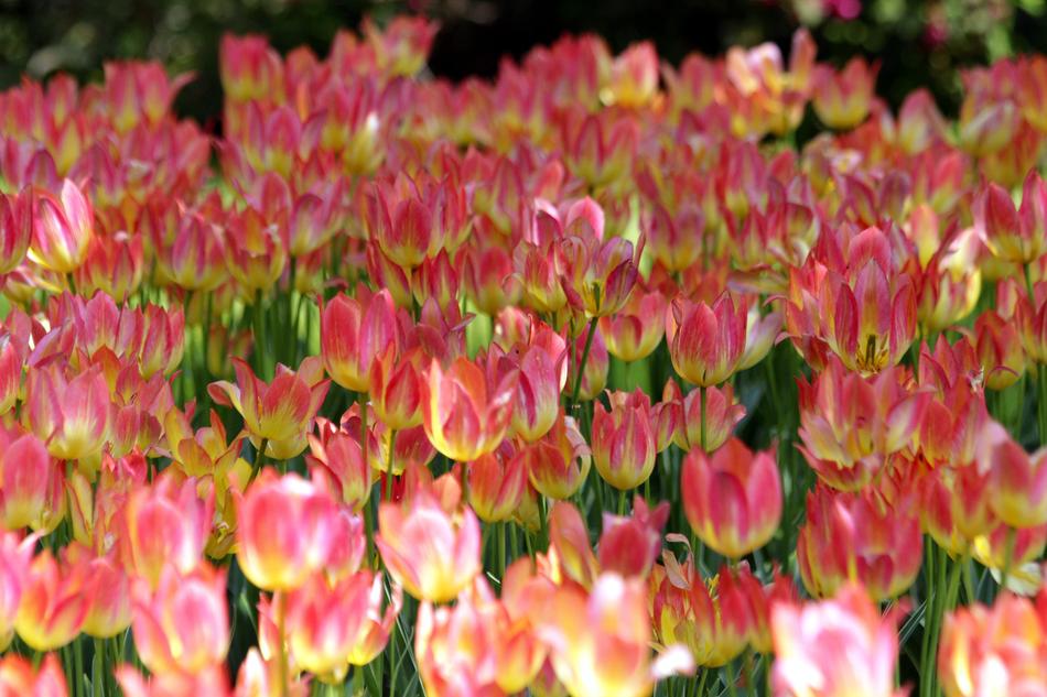 Tulips Flowers Spring