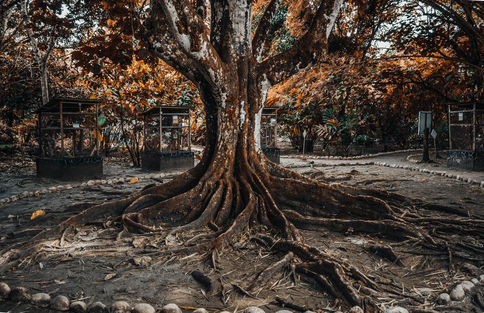 the big oak is magnificent