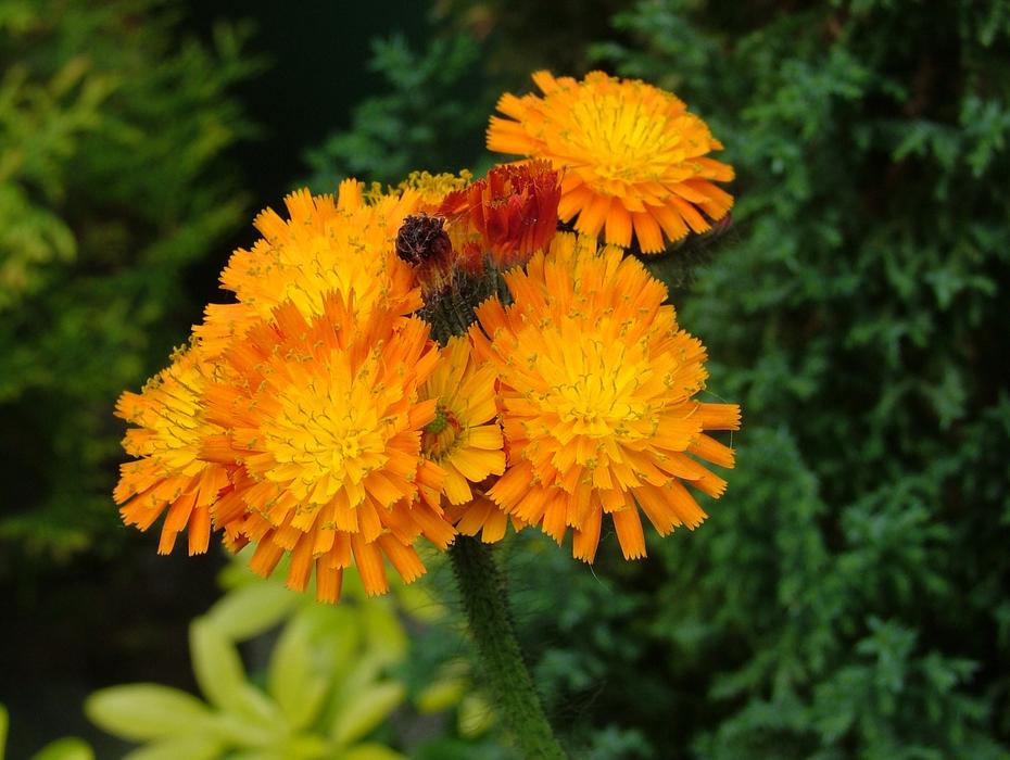 Flowers Nature Flowering Orange