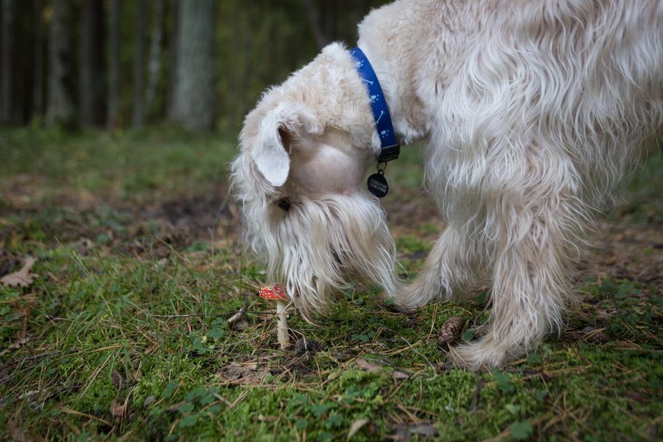Nature Dog Outdoors