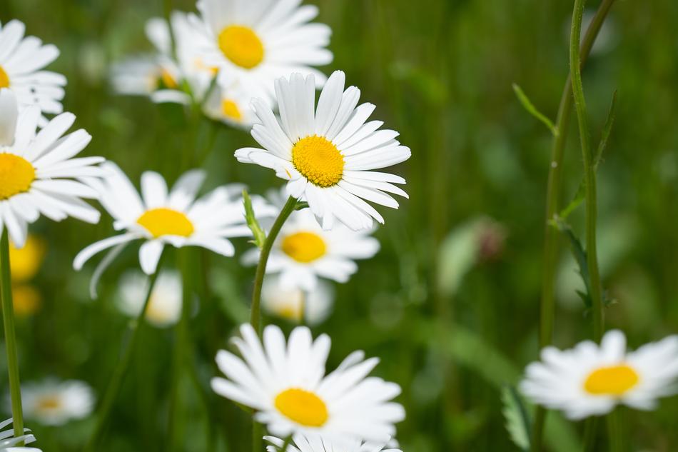 white daisies in the garden are beautiful a lot of wild
