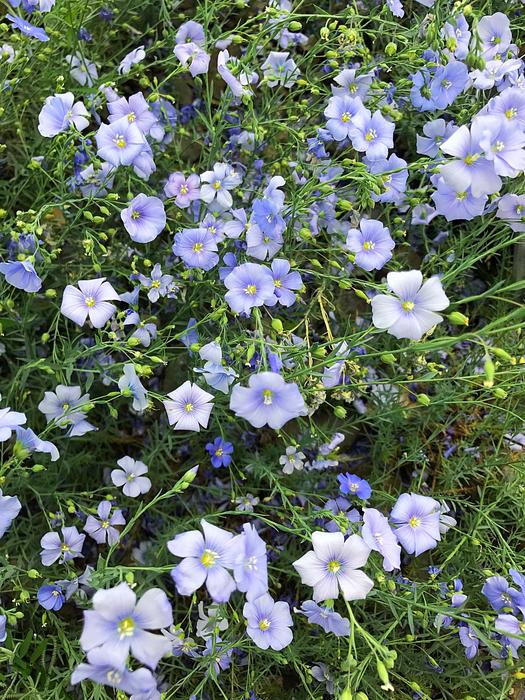 Flower Nature Plant
