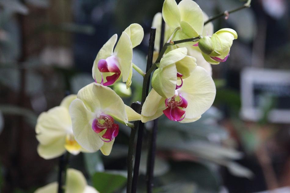 Orchid Flower Blooming