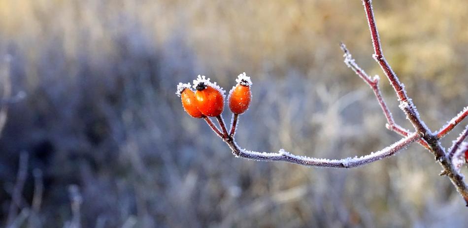 Berries Red Forest