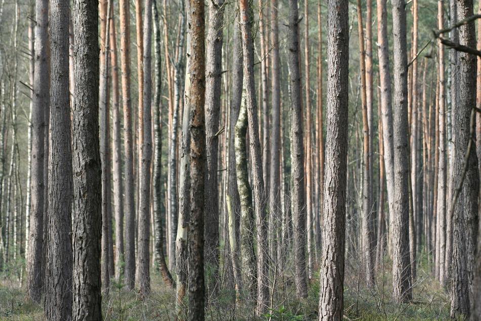 Wood Nature Desktop Background