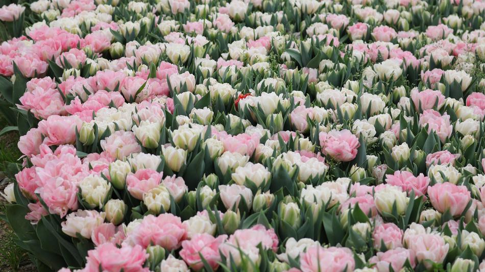 Flower Plant Nature