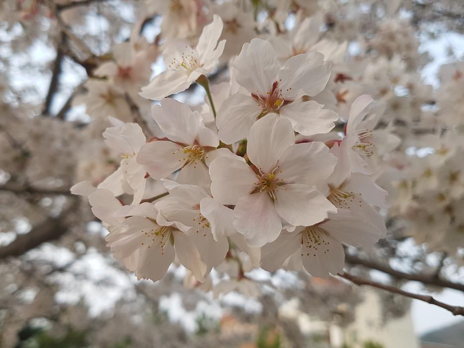 Nature Spring Flowers Cherry