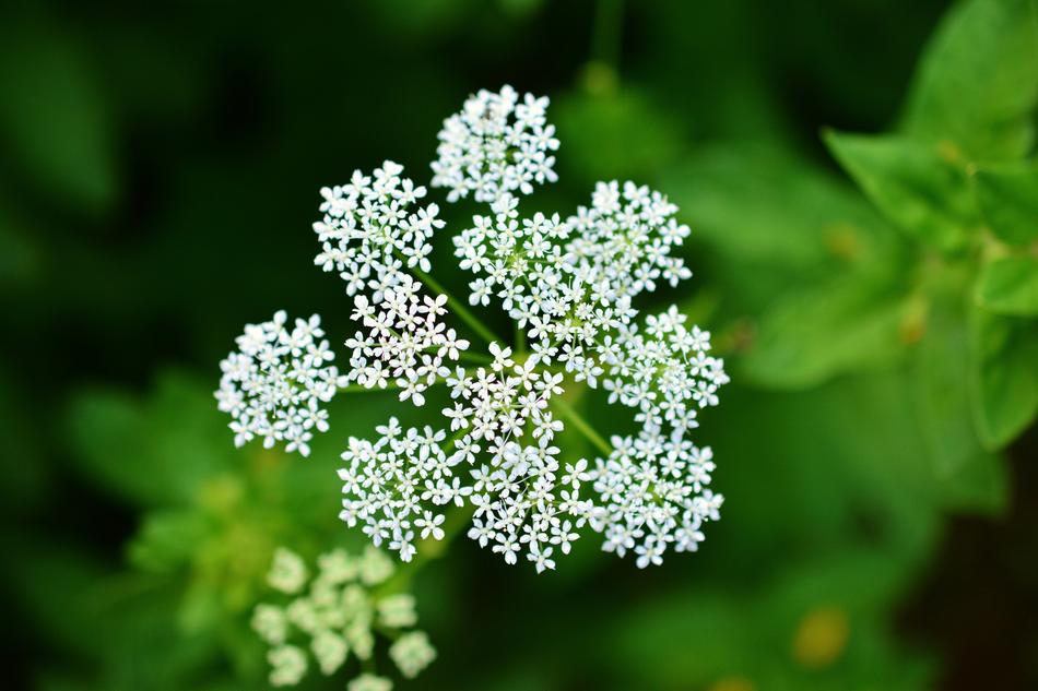 small plants a lot