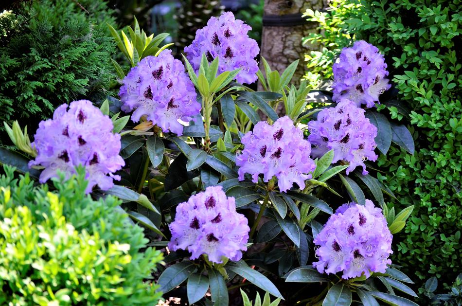 Garden Nature Plant