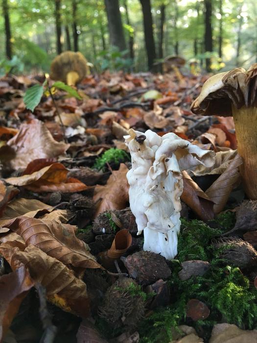 Nature Autumn Wood