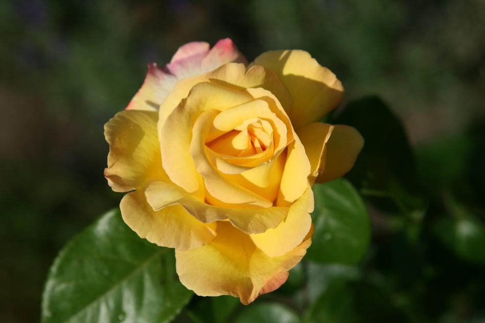 Flower Nature Plant