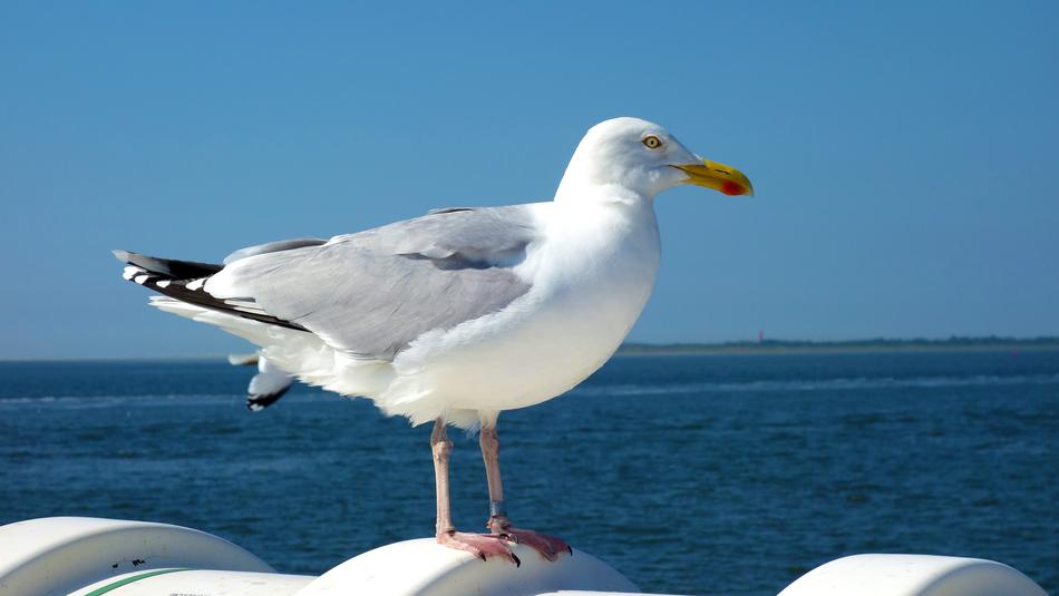 white Seagull with grey wings rests on coast of Bird Wadden Sea, germany