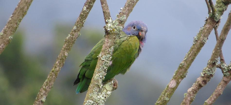 Nature Birds Wild Life