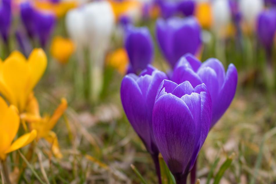 Nature Flower Plant