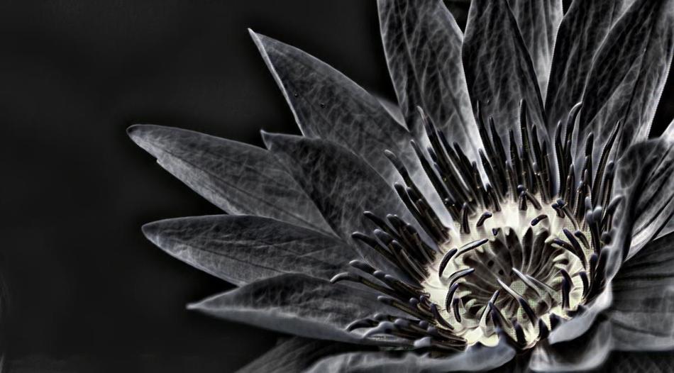 Flower Black
