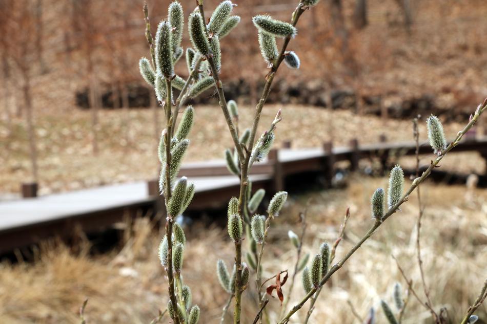 Nature Plants Outdoors Fresh
