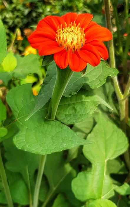 Bright Red Daisy