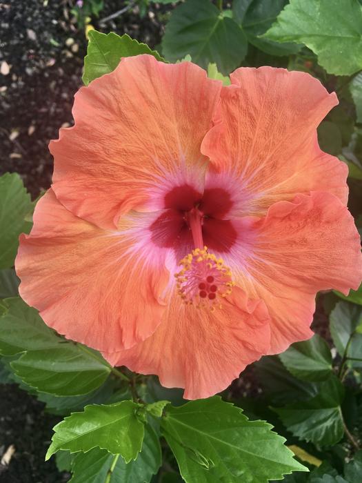 nature red hibiscus