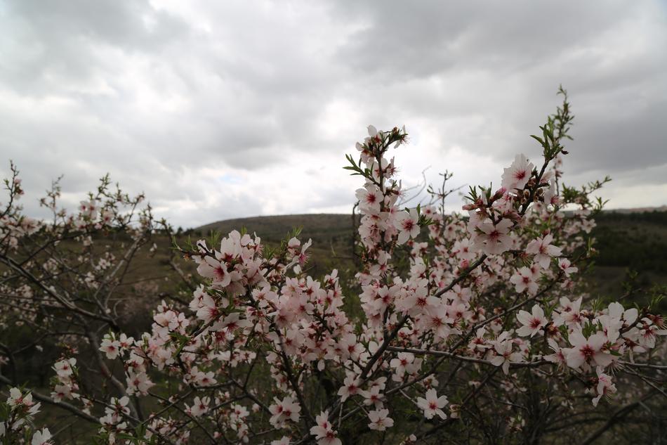 Tree Flower Current Season