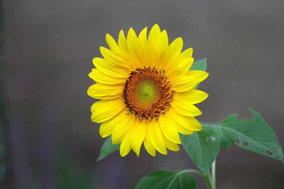 Nature Plants Summer