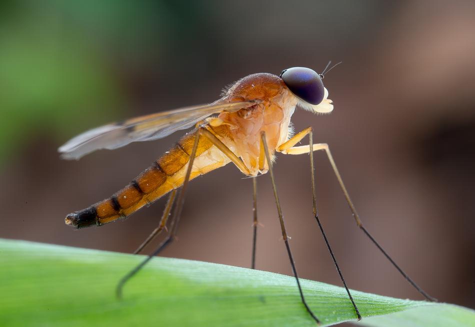 Insects Orange