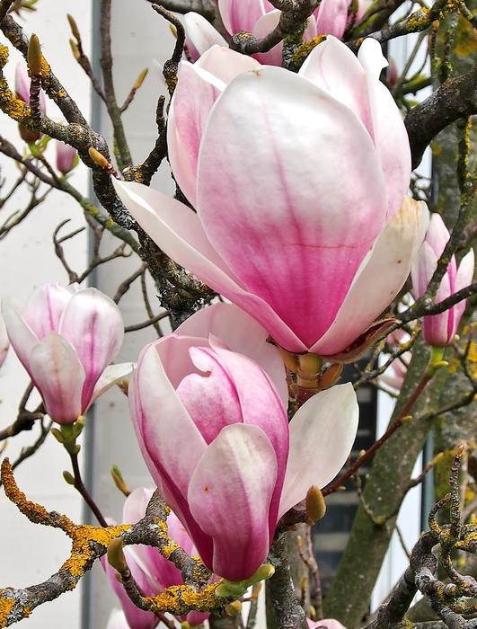 Flower Magnolia Pink White