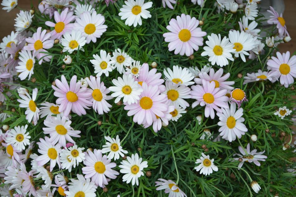 Flower Plant Nature