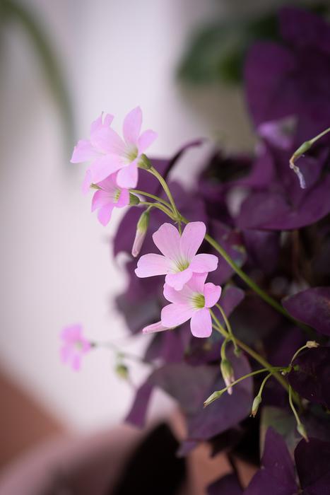 Flower Plant Pink