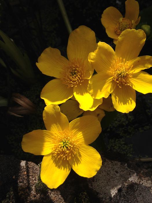 Flower Nature Flora