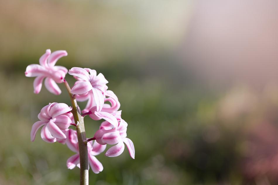 Hyacinth Pink