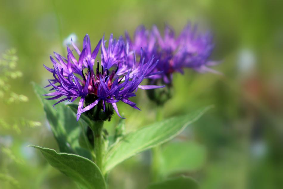 Nature Summer Flower