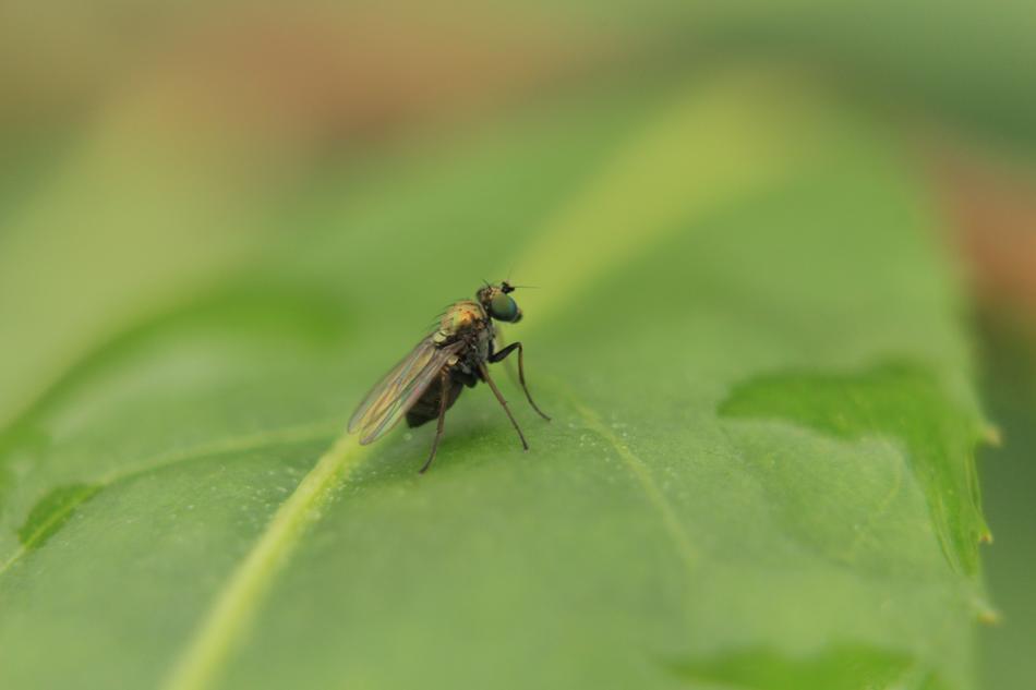 Macro Insects