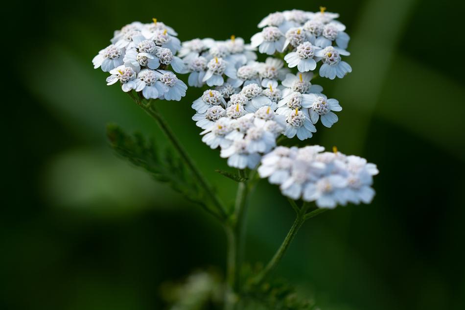 Plant Flowers White