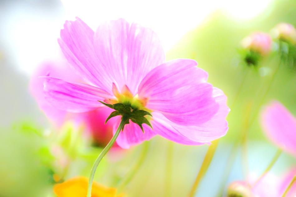 Nature Plant Summer
