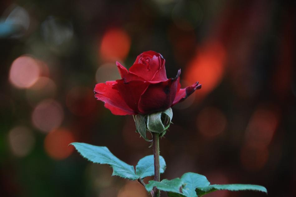 Flower Throat Red