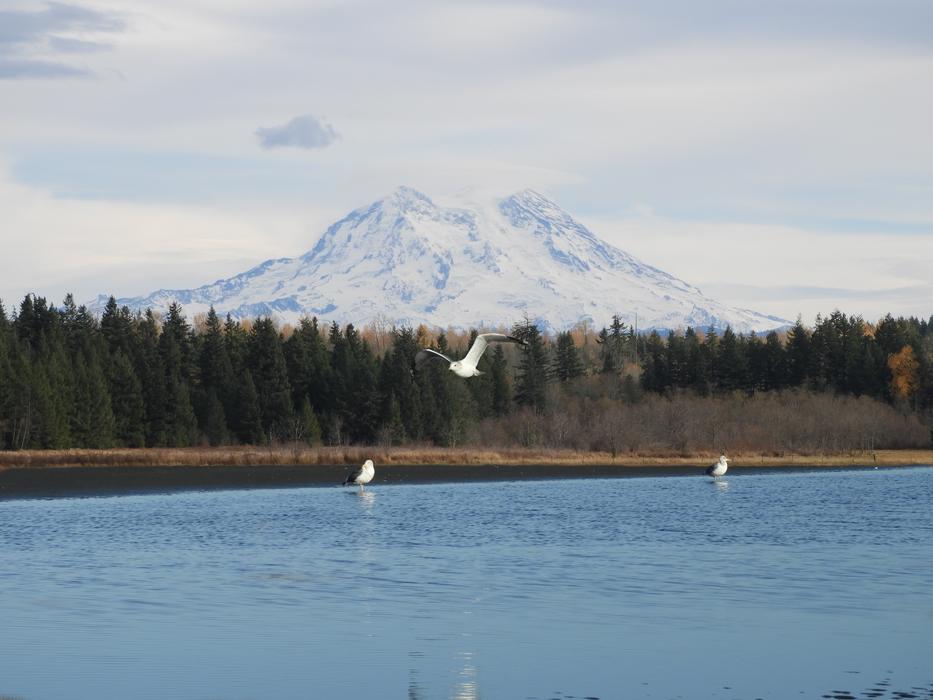 Mt Rainier Seagulls Scenic