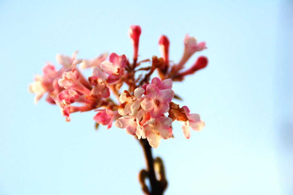 Nature Plant Spring