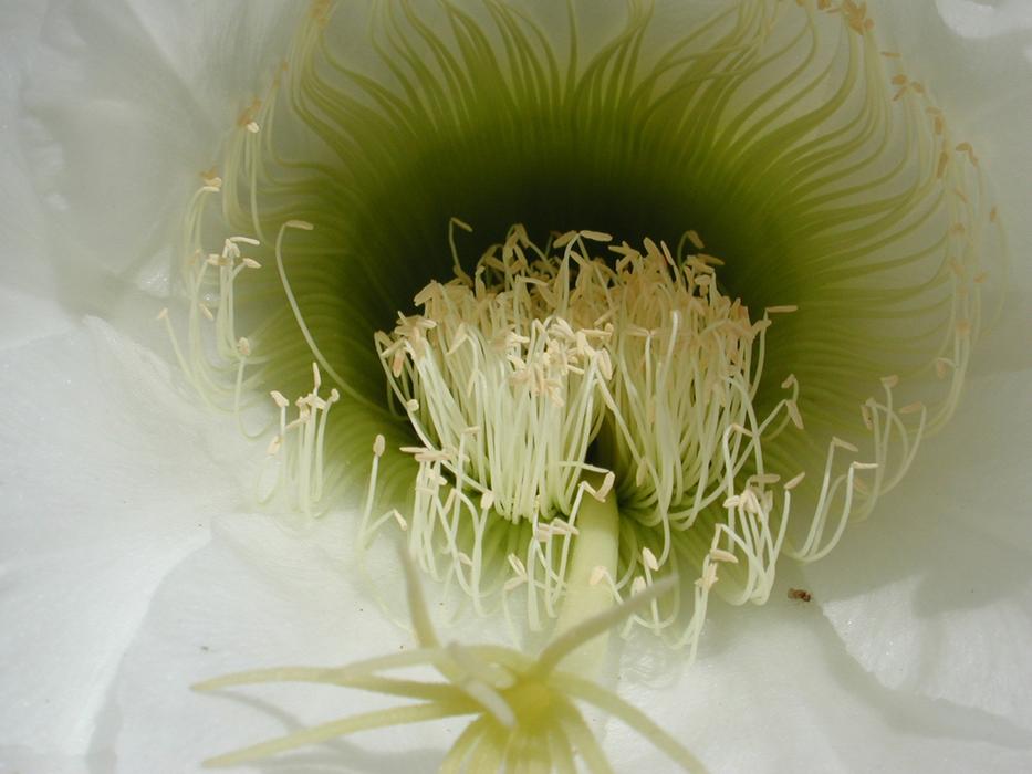 Nature Flower Flora