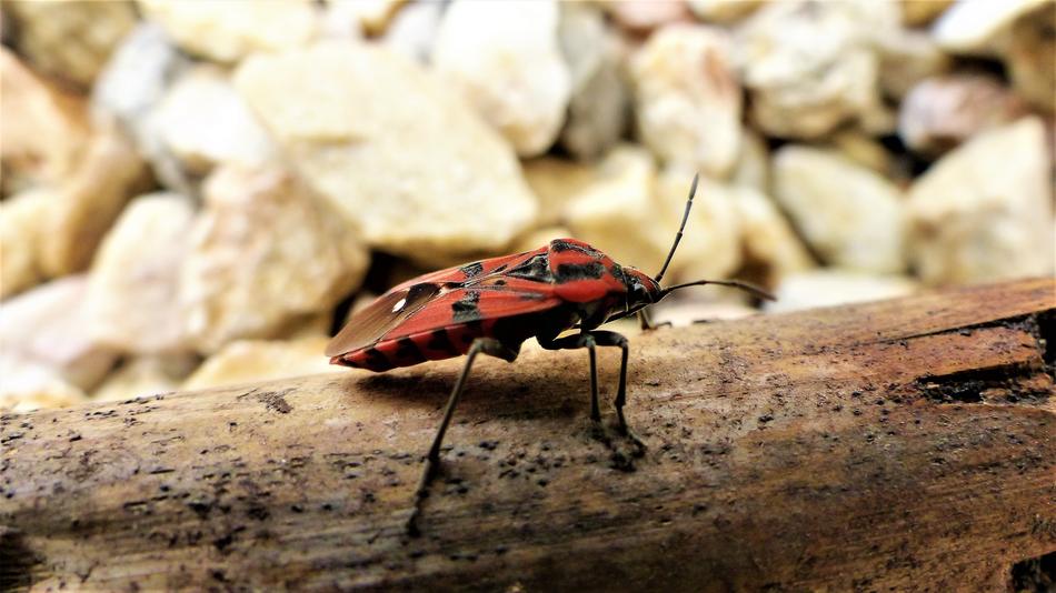 Nature Insect Fauna