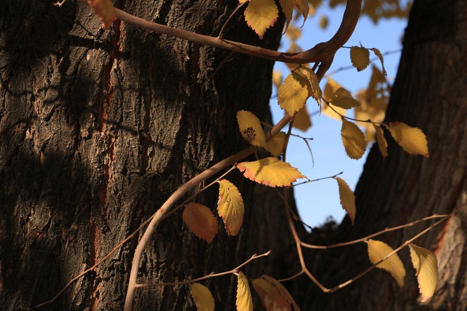 Tree Nature Wood