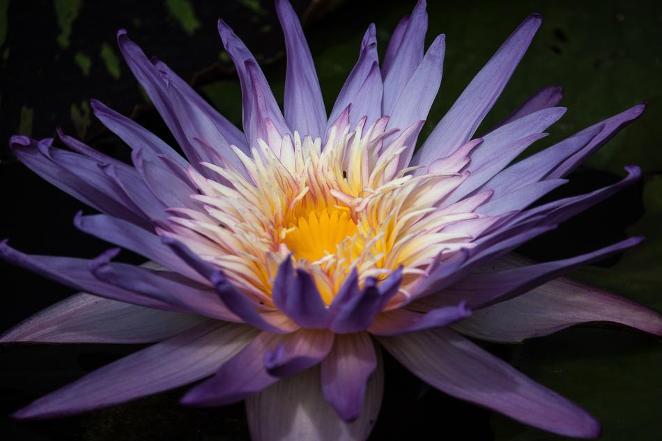Water Lily Blossom Bloom Pond