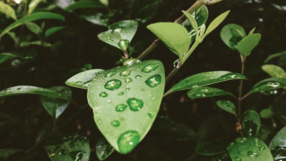 Leaf Flora Nature