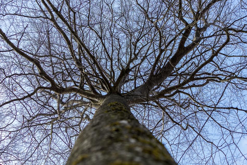 Tree Wood Winter